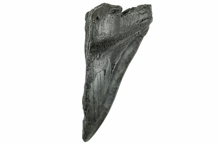 Partial, Fossil Megalodon Tooth - South Carolina #320687